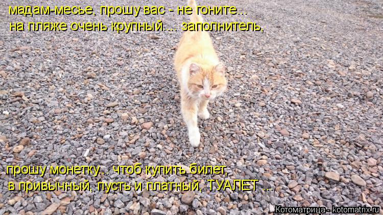Котоматрица: мадам-месье, прошу вас - не гоните... на пляже очень крупный.... заполнитель, прошу монетку... чтоб купить билет, в привычный, пусть и платный, ТУ