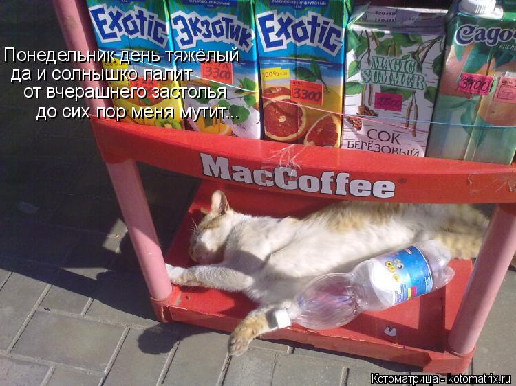 Котоматрица: Понедельник день тяжёлый да и солнышко палит от вчерашнего застолья до сих пор меня мутит...