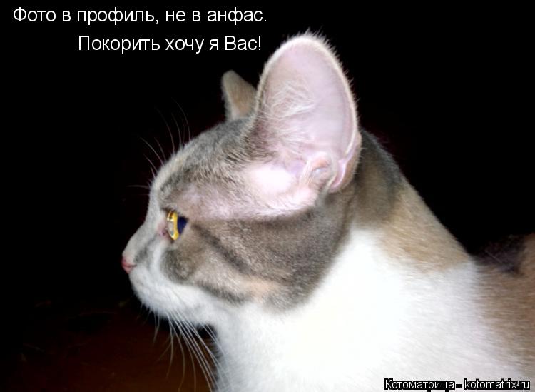 Котоматрица: Фото в профиль, не в анфас. Покорить хочу я Вас!