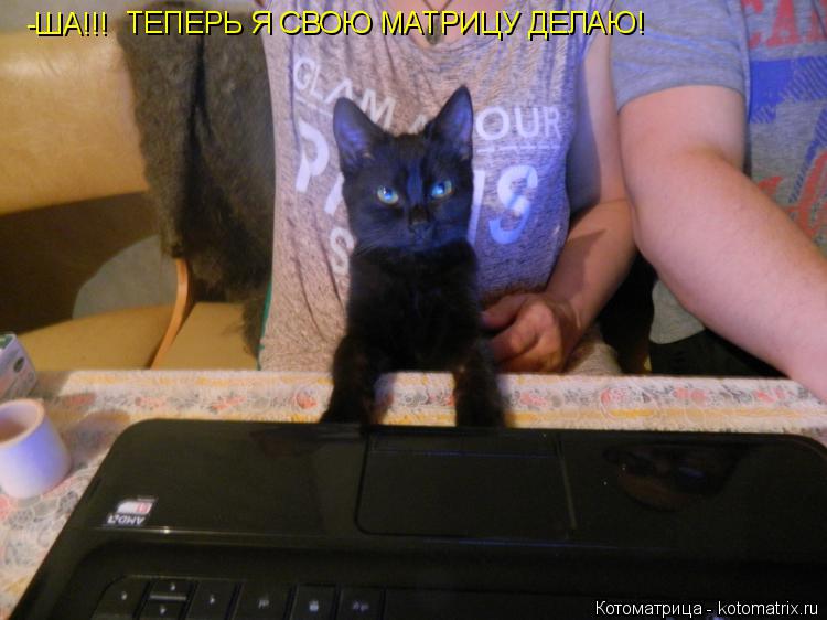 Котоматрица: -ША!!! ТЕПЕРЬ Я СВОЮ МАТРИЦУ ДЕЛАЮ!