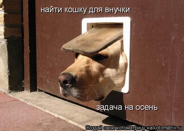 найти кошку для внучки задача на осень... Котоматрица: найти кошку для внучки задача на осень