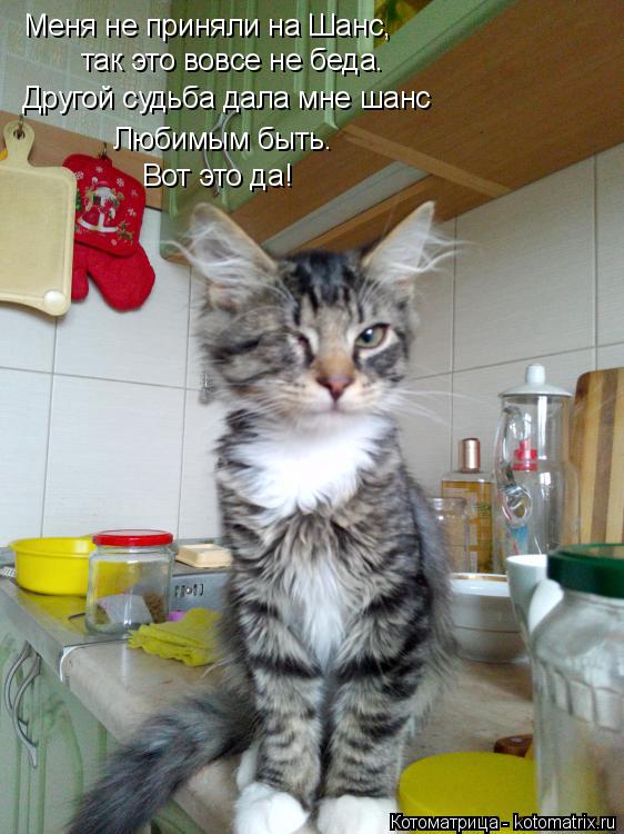 Котоматрица: Меня не приняли на Шанс,  так это вовсе не беда. Другой судьба дала мне шанс Любимым быть. Вот это да!