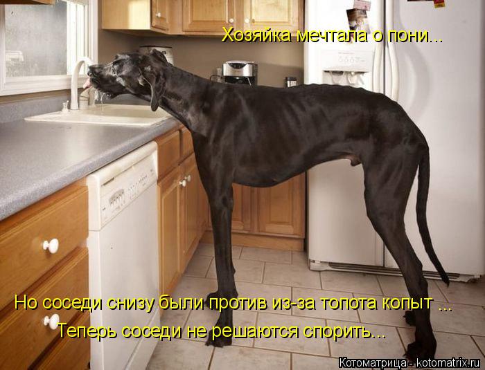 Котоматрица: Хозяйка мечтала о пони... Но соседи снизу были против из-за топота копыт ... Теперь соседи не решаются спорить...