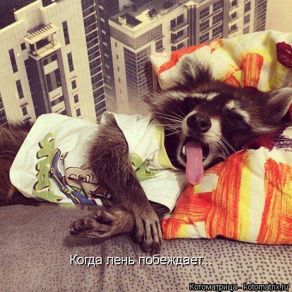 Котоматрица: Когда лень побеждает...