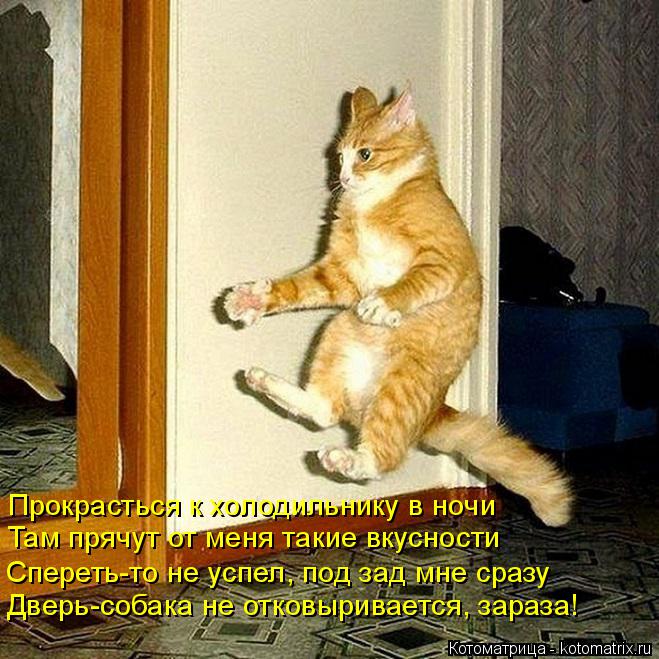 Котоматрица: Прокрасться к холодильнику в ночи Там прячут от меня такие вкусности Спереть-то не успел, под зад мне сразу Дверь-собака не отковыривается, 