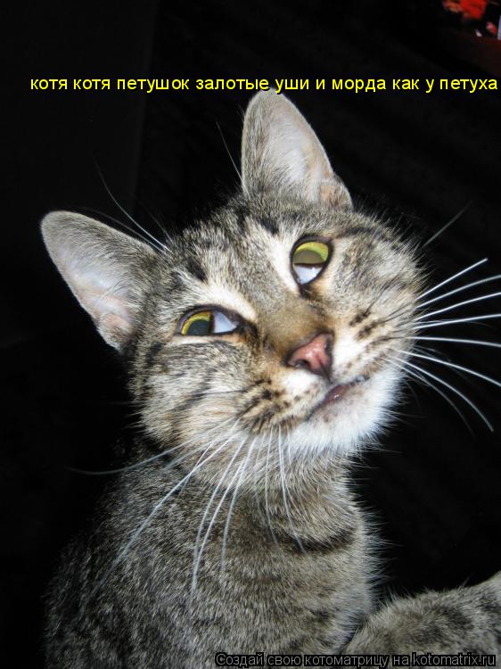 Котоматрица: котя котя петушок залотой петушок  котя котя петушок залотые уши и морда как у петуха .