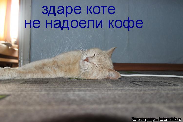 Котоматрица: здаре коте  не надоели кофе