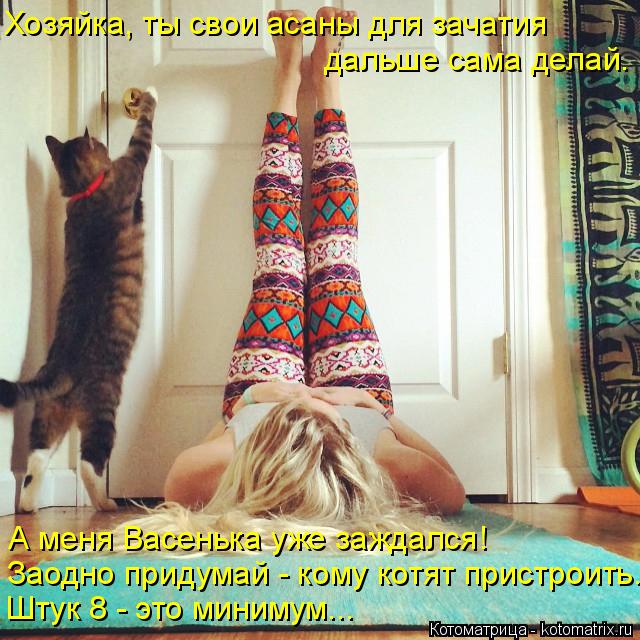 Котоматрица: Хозяйка, ты свои асаны для зачатия дальше сама делай. А меня Васенька уже заждался! Заодно придумай - кому котят пристроить. Штук 8 - это миним