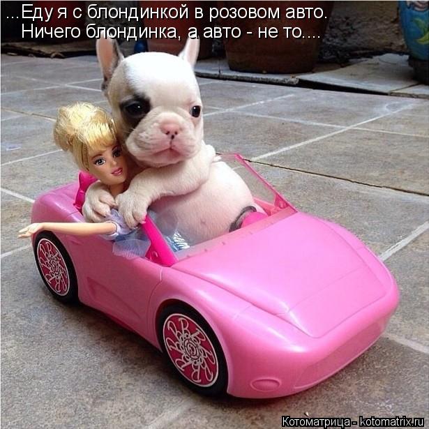 ...Еду я с блондинкой в розовом авто. Ничего блондинка, а авто - не то....... Котоматрица: ...Еду я с блондинкой в розовом авто. Ничего блондинка, а авто - не то....