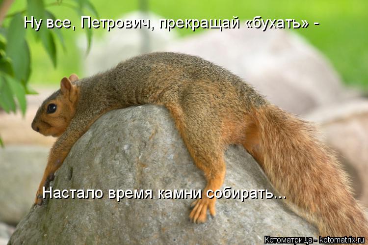 Котоматрица: Ну все, Петрович, прекращай «бухать» - Настало время камни собирать...