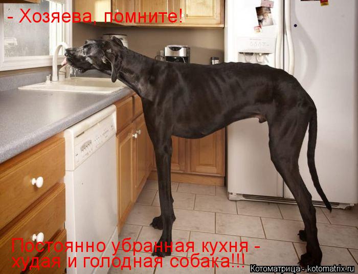 Постоянно убранная кухня - худая и голодная собака!!! - Хозяева, помните!... Котоматрица: Постоянно убранная кухня - худая и голодная собака!!! - Хозяева, помните!
