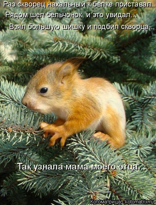 Раз скворец нахальный к белке приставал... Рядом шел бельчонок, и это увидал... Взял большую шишку и ... Котоматрица: Раз скворец нахальный к белке приставал... Рядом шел бельчонок, и это увидал... Взял большую шишку и подбил скворца... Так узнала мама моего от