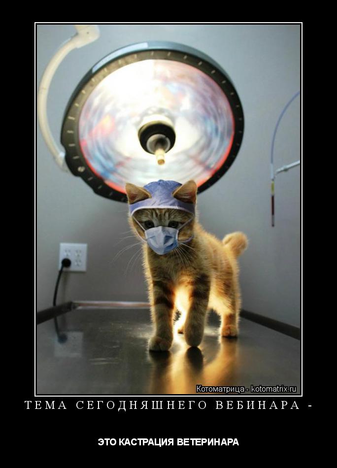 ТЕМА СЕГОДНЯШНЕГО ВЕБИНАРА - ЭТО КАСТРАЦИЯ ВЕТЕРИНАРА... Котоматрица: ТЕМА СЕГОДНЯШНЕГО ВЕБИНАРА - ЭТО КАСТРАЦИЯ ВЕТЕРИНАРА