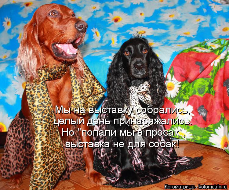 Котоматрица: выставка не для собак! Но "попали мы в просак", целый день принаряжались. Мы на выставку собрались,