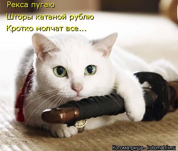 Рекса пугаю Шторы катаной рублю Кротко молчат все...... Котоматрица: Рекса пугаю Шторы катаной рублю Кротко молчат все...