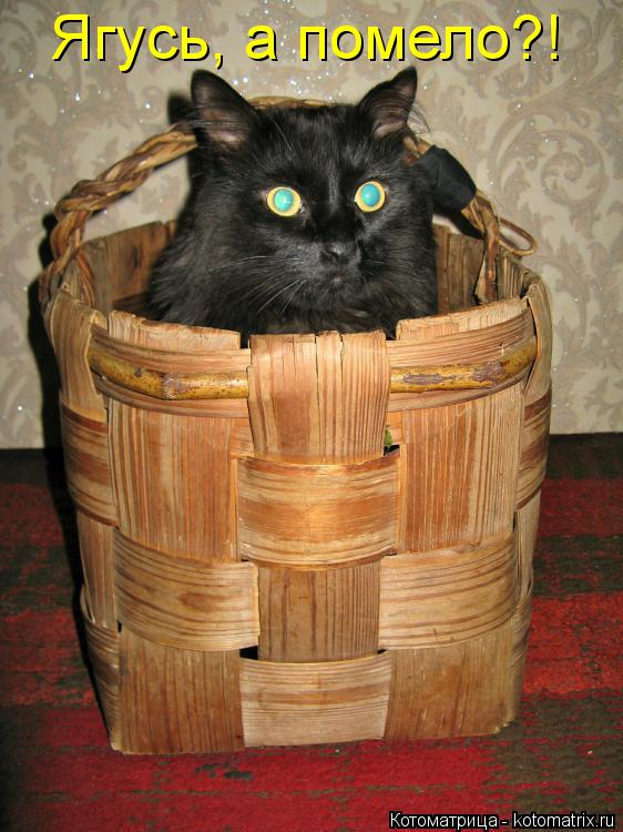Ягусь, а помело?!... Котоматрица: Ягусь, а помело?!