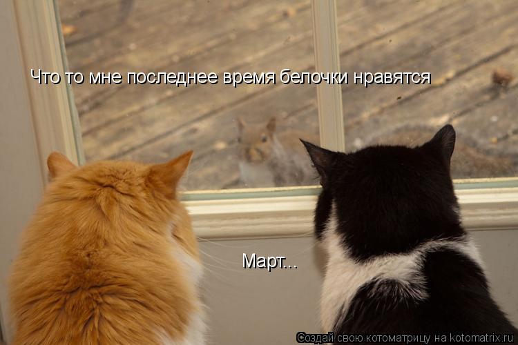 Что то мне последнее время белочки нравятся Март...... Котоматрица: Что то мне последнее время белочки нравятся Март...