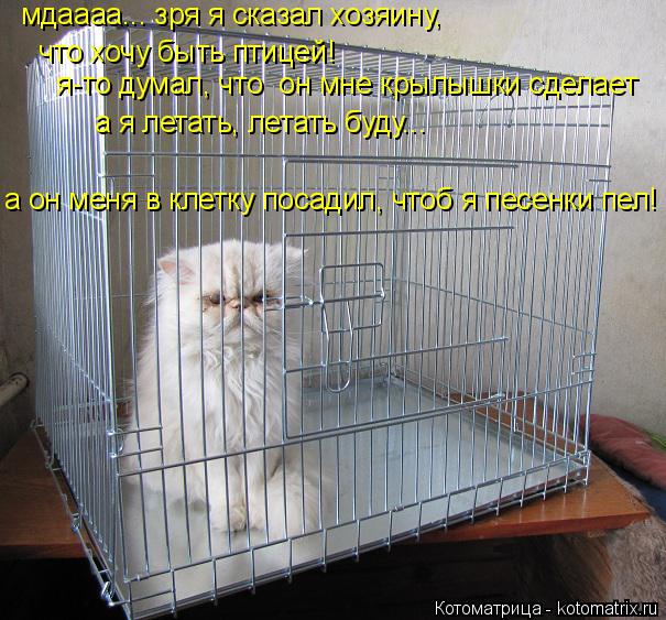 мдаааа... зря я сказал хозяину, что хочу быть птицей! я-то думал, что он мне крылышки сделает а я ле... Котоматрица: мдаааа... зря я сказал хозяину, что хочу быть птицей! я-то думал, что он мне крылышки сделает а я летать, летать буду... а он меня в клетку посад