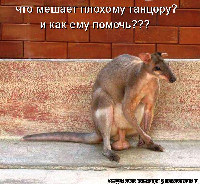 что мешает плохому танцору? и как ему помочь???... Котоматрица: что мешает плохому танцору? и как ему помочь???