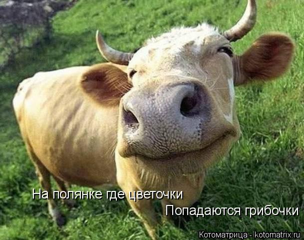 На полянке где цветочки Попадаются грибочки... Котоматрица: На полянке где цветочки Попадаются грибочки