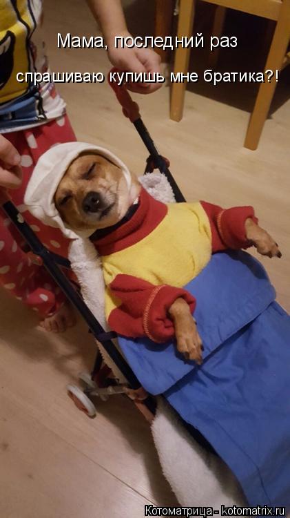Мама, последний раз спрашиваю купишь мне братика?!... Котоматрица: Мама, последний раз спрашиваю купишь мне братика?!