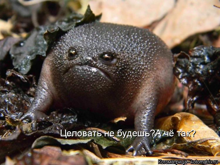 Целовать не будешь?А чё так?... Котоматрица: Целовать не будешь?А чё так?