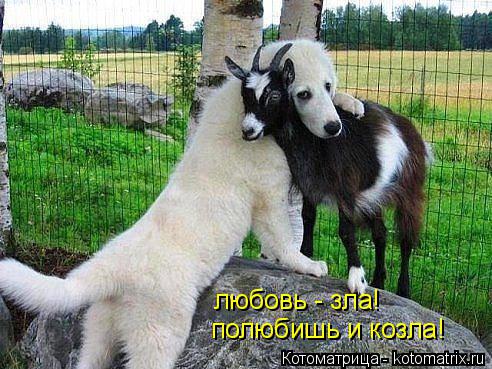 любовь - зла! полюбишь и козла!... Котоматрица: любовь - зла! полюбишь и козла!