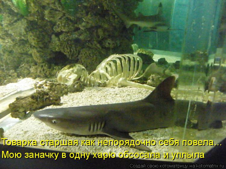 Котоматрица: Товарка старшая как непорядочно себя повела... Мою заначку в одну харю обсосала и уплыла