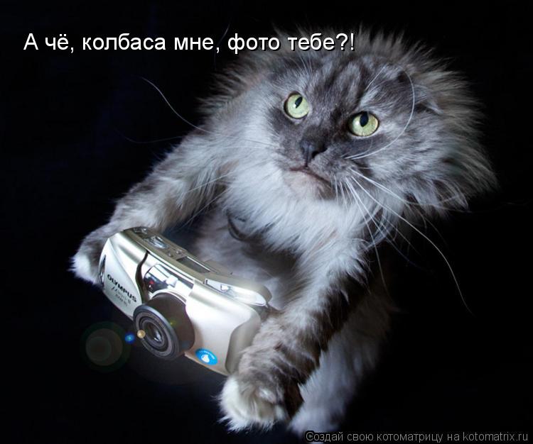 Котоматрица: А чё, колбаса мне, фото тебе?!