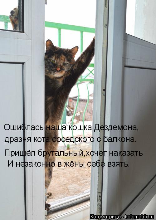 Котоматрица: Ошиблась наша кошка Дездемона, дразня кота соседского с балкона. Пришёл брутальный,хочет наказать И незаконно в жёны себе взять.