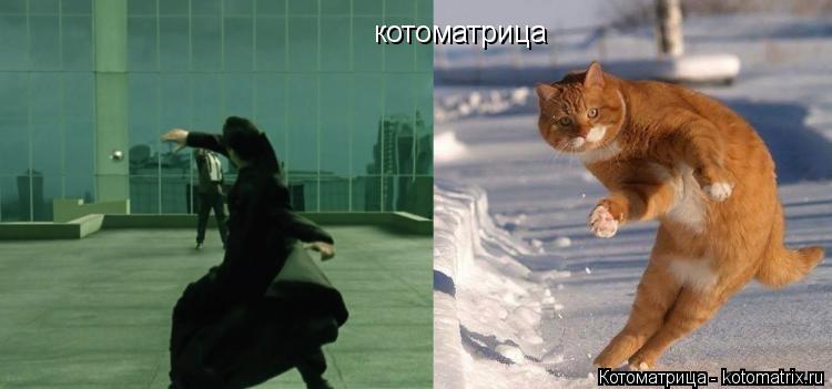 Котоматрица: котоматрица