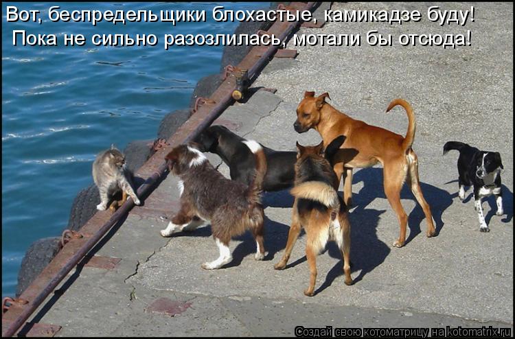 Вот, беспредельщики блохастые, камикадзе буду! Пока не сильно разозлилась, мотали бы отсюда!... Котоматрица: Вот, беспредельщики блохастые, камикадзе буду! Пока не сильно разозлилась, мотали бы отсюда!