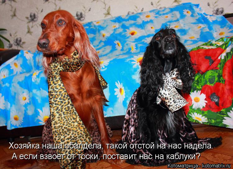 Хозяйка наша обалдела, такой отстой на нас надела. А если взвоет от тоски, поставит нас на каблуки?... Котоматрица: Хозяйка наша обалдела, такой отстой на нас надела. А если взвоет от тоски, поставит нас на каблуки?