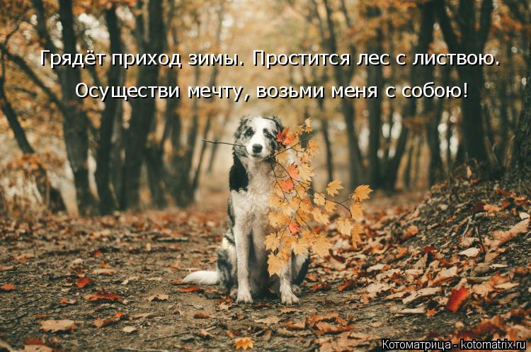 Грядёт приход зимы. Простится лес с листвою. Осуществи мечту, возьми меня с собою!... Котоматрица: Грядёт приход зимы. Простится лес с листвою. Осуществи мечту, возьми меня с собою!