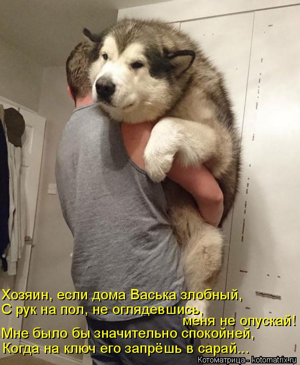 Котоматрица: Когда на ключ его запрёшь в сарай... Мне было бы значительно спокойней, меня не опускай! С рук на пол, не оглядевшись, Хозяин, если дома Васька 