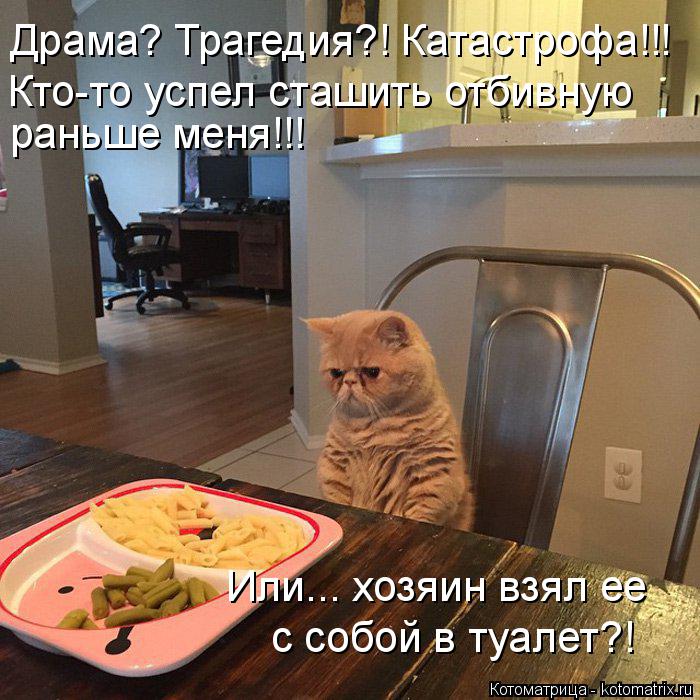 Драма? Трагедия?! Катастрофа!!! Кто-то успел сташить отбивную раньше меня!!! Или... хозяин взял ее с... Котоматрица: Драма? Трагедия?! Катастрофа!!! Кто-то успел сташить отбивную раньше меня!!! Или... хозяин взял ее с собой в туалет?!