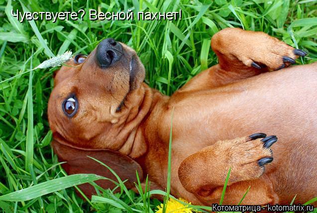 Чувствуете? Весной пахнет!... Котоматрица: Чувствуете? Весной пахнет!