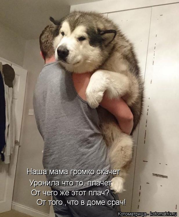 Котоматрица: Наша мама громко скачет Уронила что то, плачет От чего же этот плач? От того ,что в доме срач!