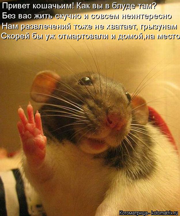 Котоматрица: Привет кошачьим! Как вы в блуде там?  Без вас жить скучно и совсем неинтересно Нам развлечений тоже не хватает, грызунам Скорей бы уж отмарто
