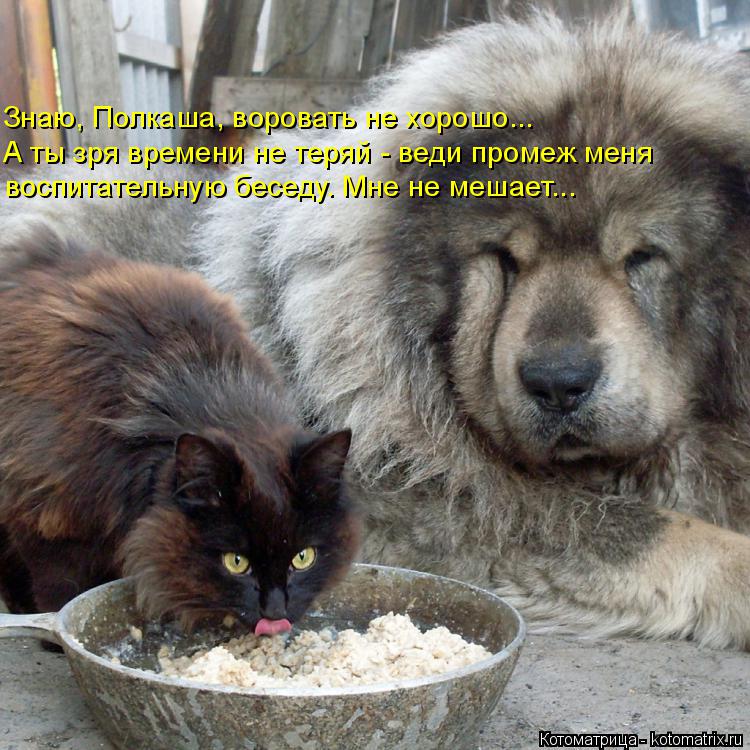Котоматрица: Знаю, Полкаша, воровать не хорошо... А ты зря времени не теряй - веди промеж меня воспитательную беседу. Мне не мешает...