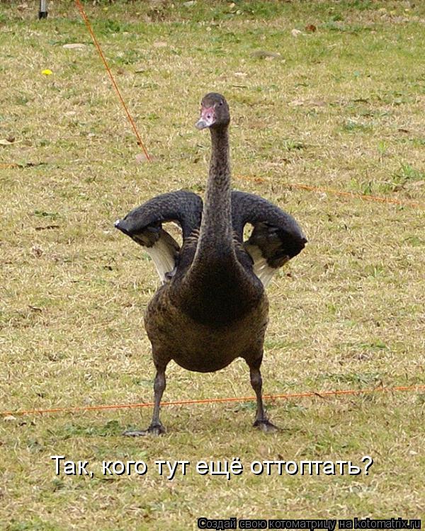 Котоматрица: Так, кого тут ещё оттоптать?