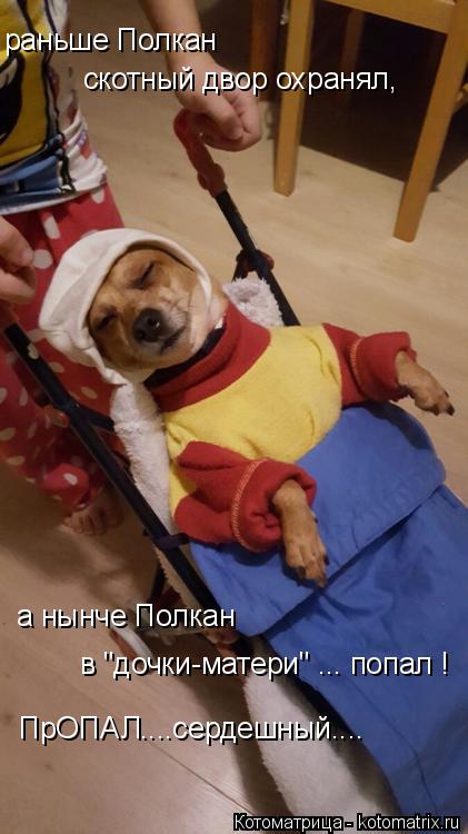 Котоматрица: раньше Полкан скотный двор охранял, а нынче Полкан в "дочки-матери" ... попал ! ПрОПАЛ....сердешный....