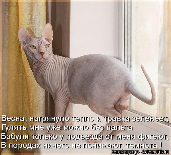 Котоматрица: Весна, нагрянуло тепло и травка зеленеет, Гулять мне уже можно без пальта Бабули только у подъезда от меня фигеют, В породах ничего не поним
