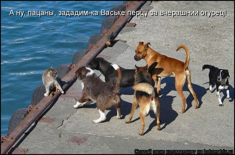 Котоматрица: А ну, пацаны, зададим-ка Ваське перцу за вчерашний огурец!
