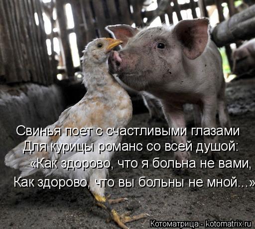Котоматрица: Свинья поет с счастливыми глазами Для курицы романс со всей душой: «Как здорово, что я больна не вами, Как здорово, что вы больны не мной...»