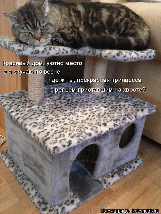 Котоматрица: Красивый дом, уютно место, а я скучаю по весне. Где ж ты, прекрасная принцесса с репьём приставшим на хвосте?