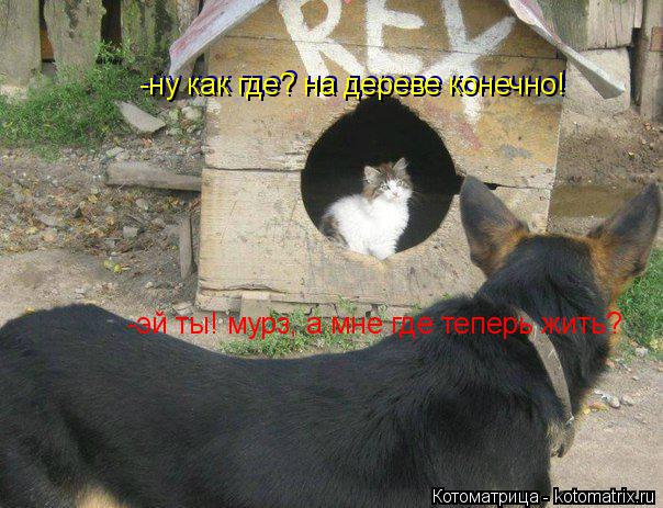 Котоматрица: -эй ты! мурз, а мне где теперь жить? -ну как где? на дереве конечно! -ну как где? на дереве конечно!
