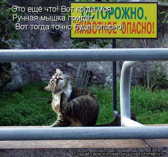 Котоматрица: Это ещё что! Вот когда моя  Ручная мышка придёт, Вот тогда точно будет опасно!