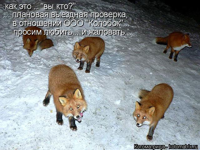 Котоматрица: как это .. "вы кто?" ... плановая выездная проверка, в отношении ООО "Колобок"... просим любить... и жаловать...