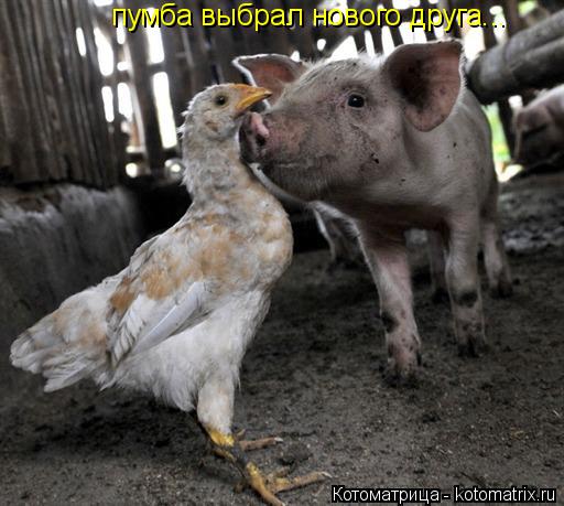 Котоматрица: пумба выбрал нового друга...